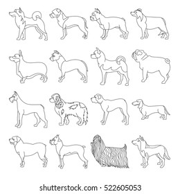 Set of purebred dogs in linear style. Boxer bulldog and cute chihuahua, vector illustration