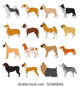 Set of purebred dogs. Malamute and terrier, collie and staffordshire terrier. Vector illustration