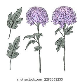 Set of  purple chrysanthemum. Elegant floral elements. Collection of lilac flowers. Retro illustration with outline. Arts and crafts style botanical elements. Dahlia stems and leaves
