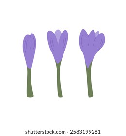 Set of purple crocus flowers on isolated background. Vector flat illustration of floral buds