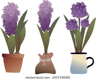 Set of purple flowers in flowerpots. Summer. Garden. Vector. Hyacinth.