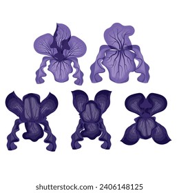 Set of purple iris flowers. Vector illustration on white background.