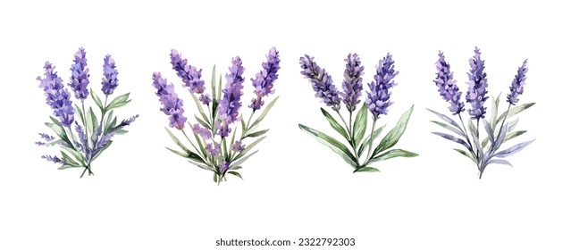 Flores de lavanda violeta acuarela aisladas en fondo blanco. Ilustración del vector