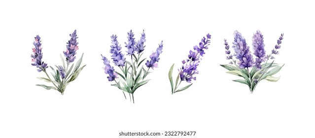 Flores de lavanda violeta acuarela aisladas en fondo blanco. Ilustración del vector