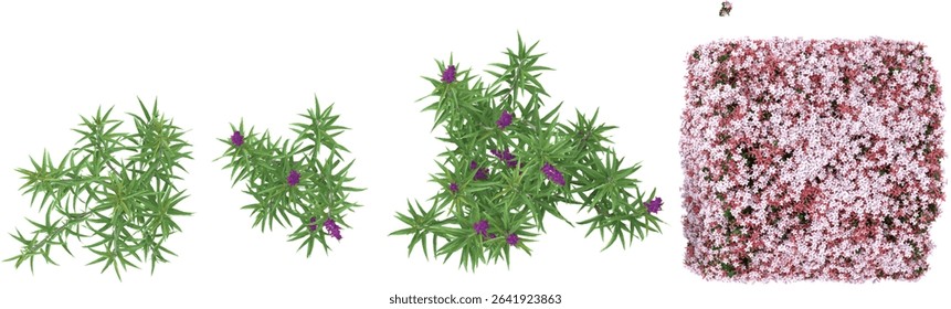 set of Purple loosestrife,Rock soapwort plants on transparent background from the top view