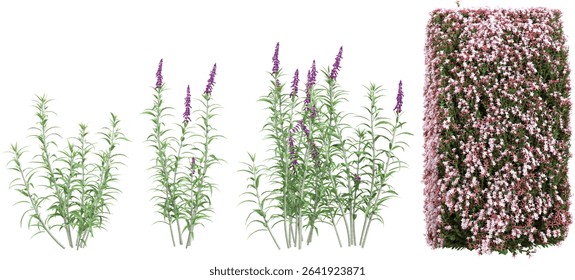 set of Purple loosestrife,Rock soapwort plants on transparent background