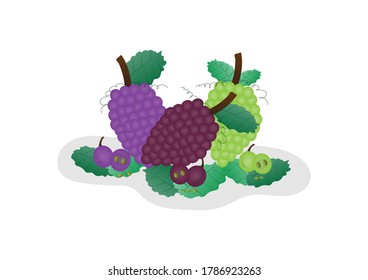 set of purple, red and green grape on white background, isolated for bunch of grapes, grape, slice grape and grape seed with leaves, creative design vector illustration