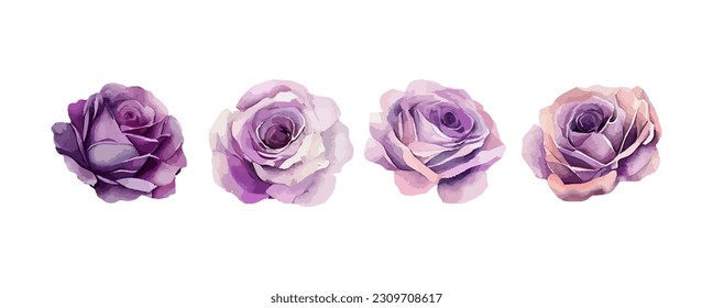 Conjunto de rosas moradas acuarela aislado sobre fondo blanco. Hermosas flores violetas, invitación de boda, ilustración de vector floral