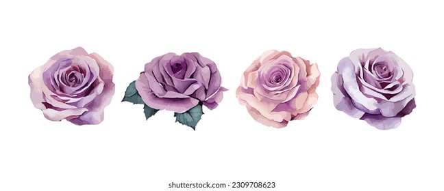 Conjunto de rosas moradas acuarela aislado sobre fondo blanco. Hermosas flores violetas, invitación de boda, ilustración de vector floral