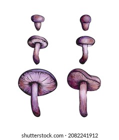 Set of purple toadstools. Fantastic mushrooms isolated on white background. Objects are outlined in black. Vector.