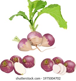 Set of purple top white globe turnips. Whole, half, and sliced turnip. Turnip with tops. Fresh organic and healthy, diet and vegetarian vegetables. Vector illustration isolated on white background.