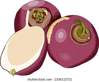 Set of purple top white globe turnips in cartoon style for banners, flyers. Whole and half turnip. Fresh organic and healthy, vegetarian vegetables. Vector illustration isolated on white background.