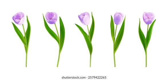 Set of purple tulips in realistic style isolated on white background. Spring tulip flowers with buds and blossoms for banner, greeting card for women's day, 8 march, mother's day. Vector illustration