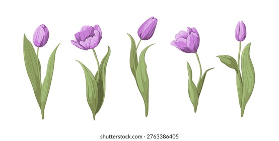 Set of purple tulips. Vector.	
