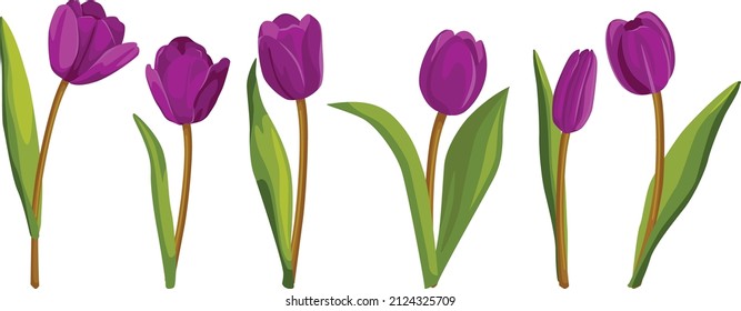Set of purple tulips. Vector illustration.