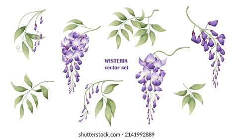 Set of purple wisteria flowers and leaves. Great for decor and spring decoration svg