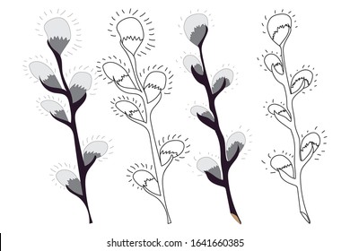 Set of pussy-willow branch, catkins in color and black/white contoured isolated on white  background. Vector illustration in a flat style for spring design and Easter coloring.