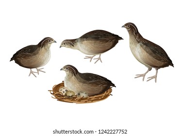 Set of quail birds in various poses. Vector illustration isolated on white background