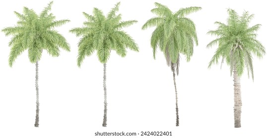 set of Queen Palm,Date Palm trees on transparent background, 3D rendering