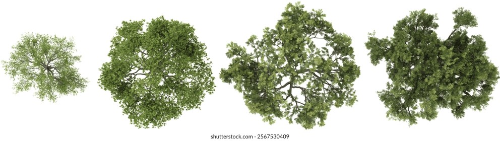 Set of Quercus trees on transparent background from top view