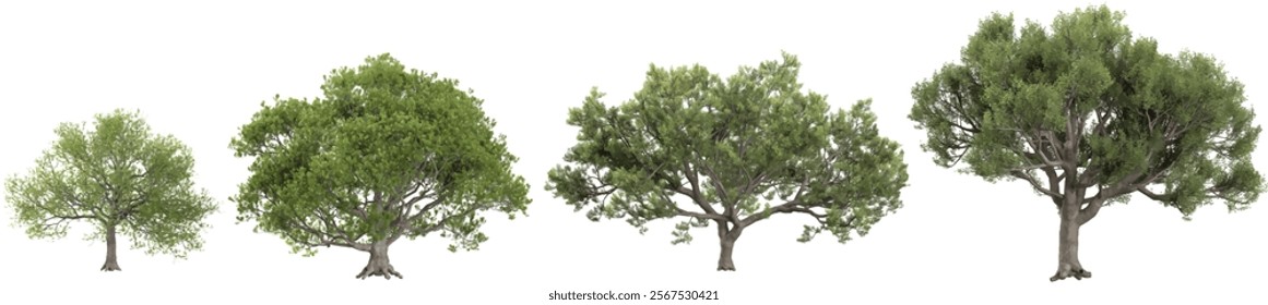 Set of Quercus trees on transparent background