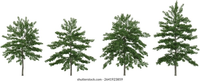 set of Quercus trees on transparent background