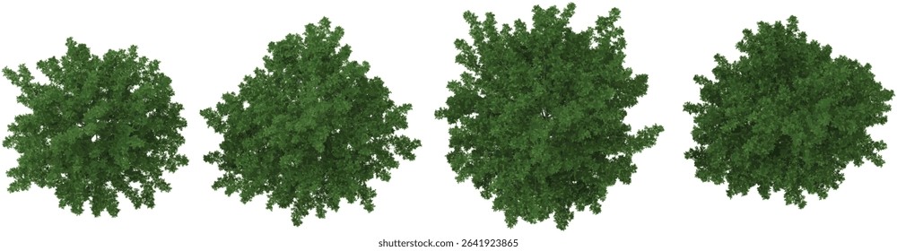 set of Quercus trees on transparent background from the top view