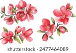 Set of quince flowers, leaves, bud on isolated white background, watercolor hand drawing botanical painting Summer flower