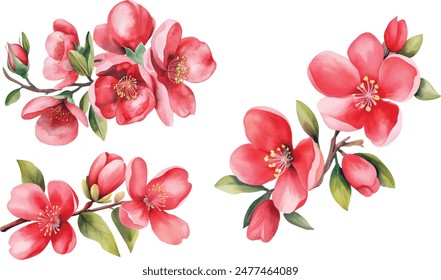 Set of quince flowers, leaves, bud on isolated white background, watercolor hand drawing botanical painting Summer flower