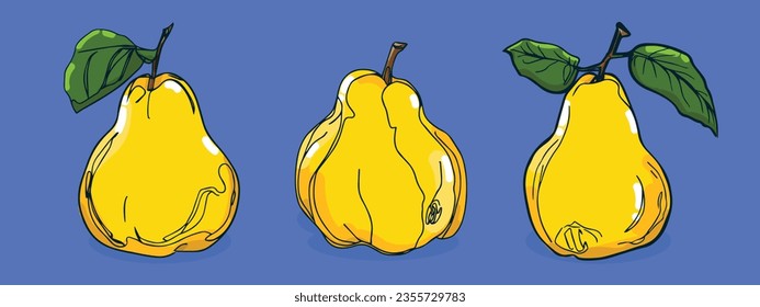 Set of Quince fruit, Vector illustration in one line sketch style, flat hand drawn sketch, Colorful fruit with shadow and light, isolated on colored background.