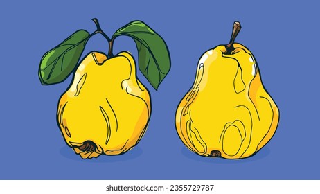 Set of Quince fruit, Vector illustration in one line sketch style, flat hand drawn sketch, Colorful fruit with shadow and light, isolated on colored background.