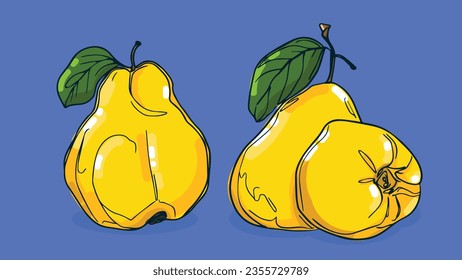 Set of Quince fruit, Vector illustration in one line sketch style, flat hand drawn sketch, Colorful fruit with shadow and light, isolated on colored background.