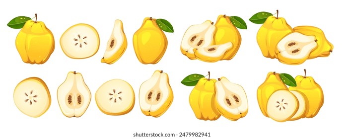 Set of quince fruits.Yellow,juicy fruit cut in half,slices,whole fruit.Vector illustration.