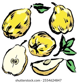 Set of quince. Hand drawn brush with texture and brush strokes. Vector, isolated. Interesting and fresh.