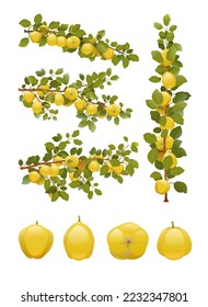 Set of quince tree branches with ripe fruits. Garden plant with edible harvest. Isolated on white background. Branch with foliage and leaves. Vector.