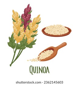 Set of quinoa grains and spikelets. Quinoa plant, quinoa grains in a plate, spoon. Agriculture, food, design elements, vector