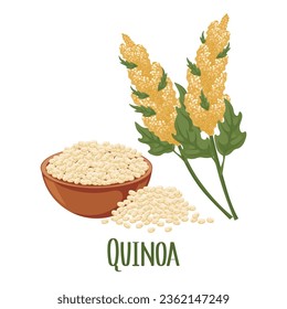 Conjunto de granos de quinua y espigas. Planta de quinua, granos de quinua en un plato. Agricultura, alimentación, elementos de diseño, vector