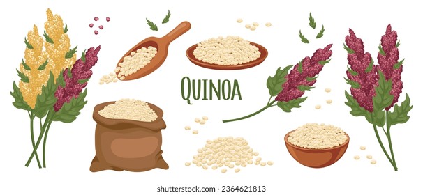 Conjunto de granos de quinua y espigas. Plantas de quinua, granos de quinua en un plato, cuchara y bolsa. Agricultura, alimentación, elementos de diseño, vector