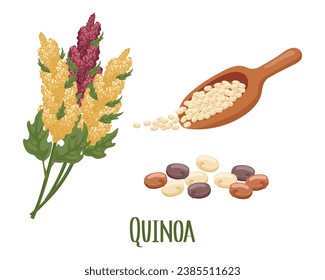 Conjunto de granos de quinua y espigas. Planta de quinua, granos de quinua en cuchara de madera. Agricultura, alimentación, elementos de diseño, vector