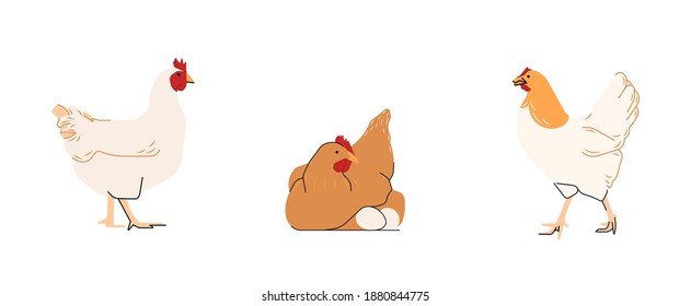 Set of quirky handmade chicken illustration. All elements isolated on a white background for your projects 