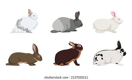 Set of rabbit on white background. Vector angora rabbit, European silver, white pannon, flanders, black-brown and butterfly rabbit in cartoon style.