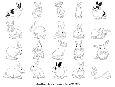 Set of rabbits isolated on white