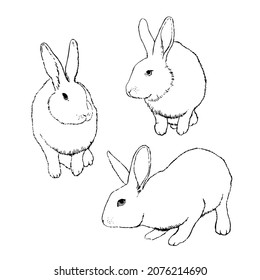 Set of rabbits sketch. Hand drawn vector illustration.