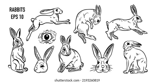 Set of rabbits. Vector hand drawn objects. Isolated on white background. Sketch. Old sketch for T-shirt, tattoo or label or poster.