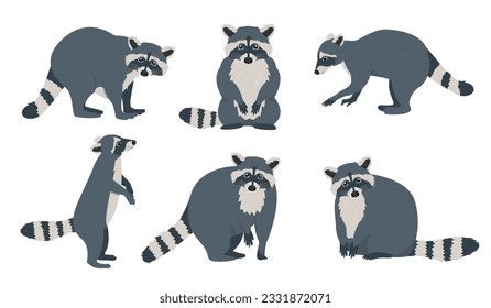 Conjunto de iconos de mapache en diferentes poses. Personajes de animales salvajes del bosque de mamíferos. Racconos con colas a rayas. Ilustración vectorial sobre fondo blanco.