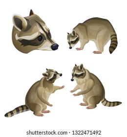 Set of raccoons in different poses. Vector illustration isolated on the white background