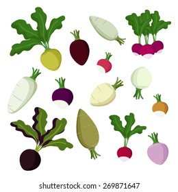 Set of radish, beet and turnip vector illustration