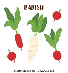 Set of radish isolated on white. Radish vegetable.
