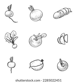 Set of radish on white background