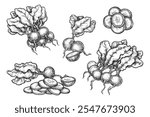 Set of radish sketch isolated. Vector realistic vegetable root bunch. Hand drawn sliced vegetarian food for salad. Farm harvest and vegan nutrition sign. Natural, organic cuisine. Agriculture, botany